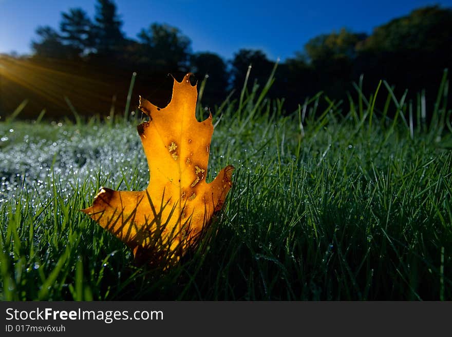 Autumn leaf stands tall, backlit by sun.