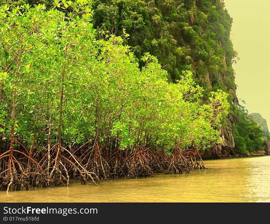 Mangrove rainforest trees require a different kind of support system. Mangroves grow in wet, muddy soil at the water's edge which can be subject to tides and flooding. As a means of support they develop several aerial pitchfork-like extensions from the trunk which grow downwards and anchor themselves in the soil trapping sediment which helps to stabilize the tree. Mangrove rainforest trees require a different kind of support system. Mangroves grow in wet, muddy soil at the water's edge which can be subject to tides and flooding. As a means of support they develop several aerial pitchfork-like extensions from the trunk which grow downwards and anchor themselves in the soil trapping sediment which helps to stabilize the tree.