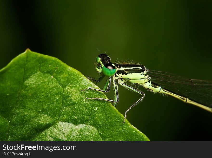 Damsel On Leave