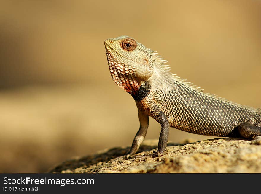 The green lizard close up