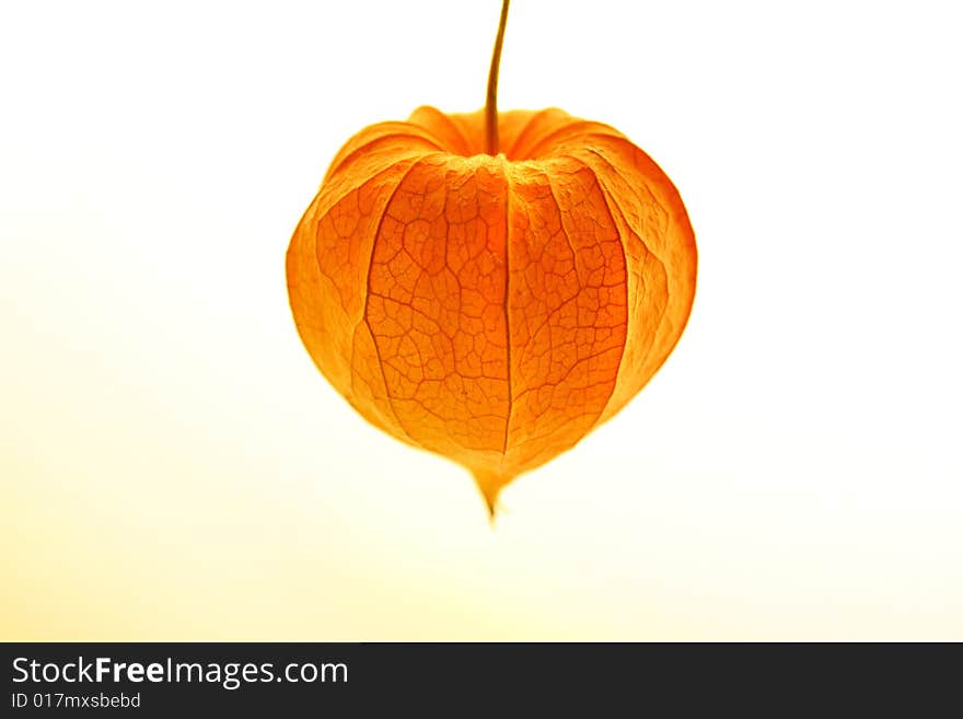 Physalis on light yellow background