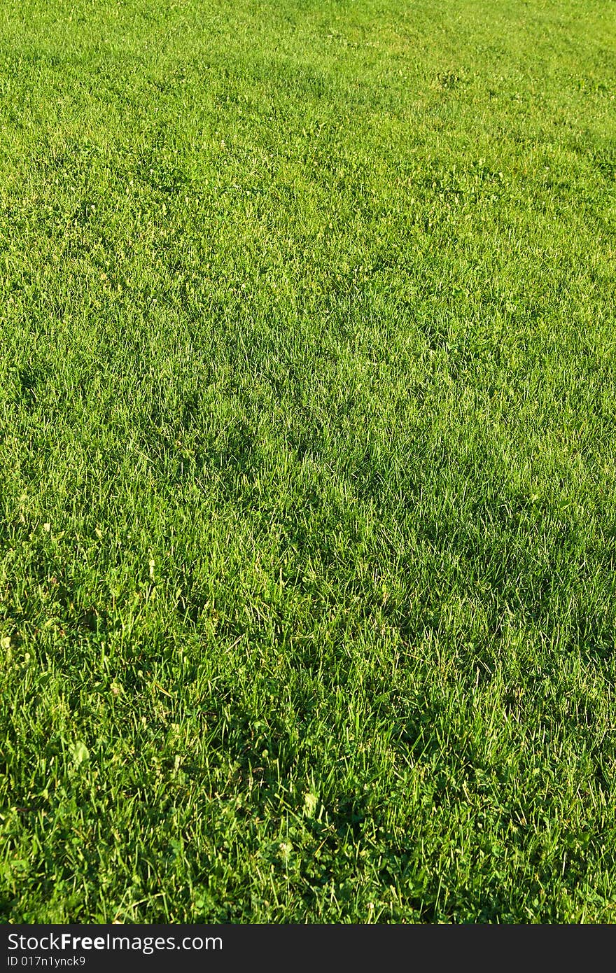 Field with cut green grass. Field with cut green grass