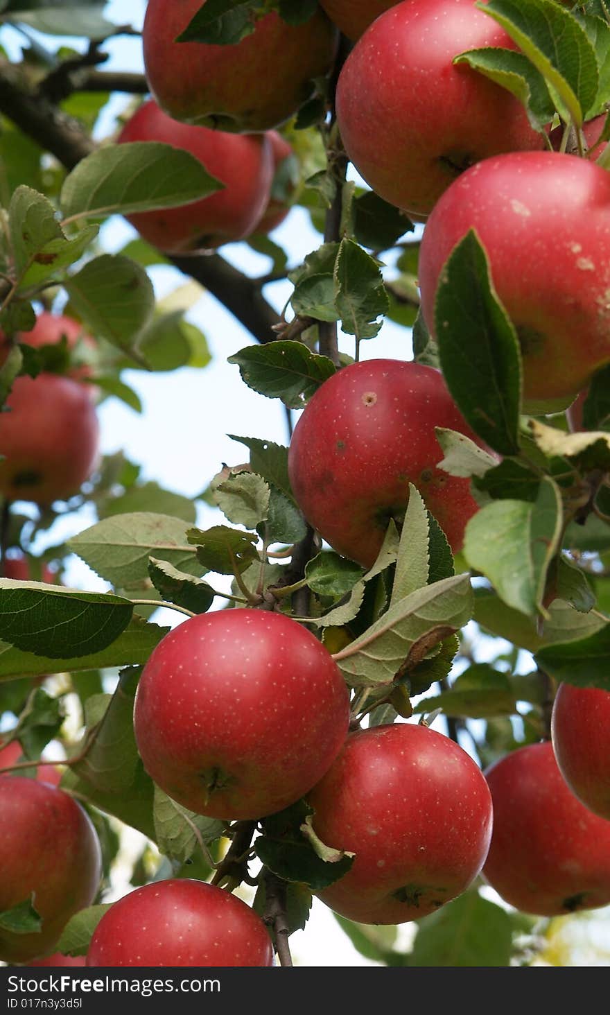 Few red apples on branch