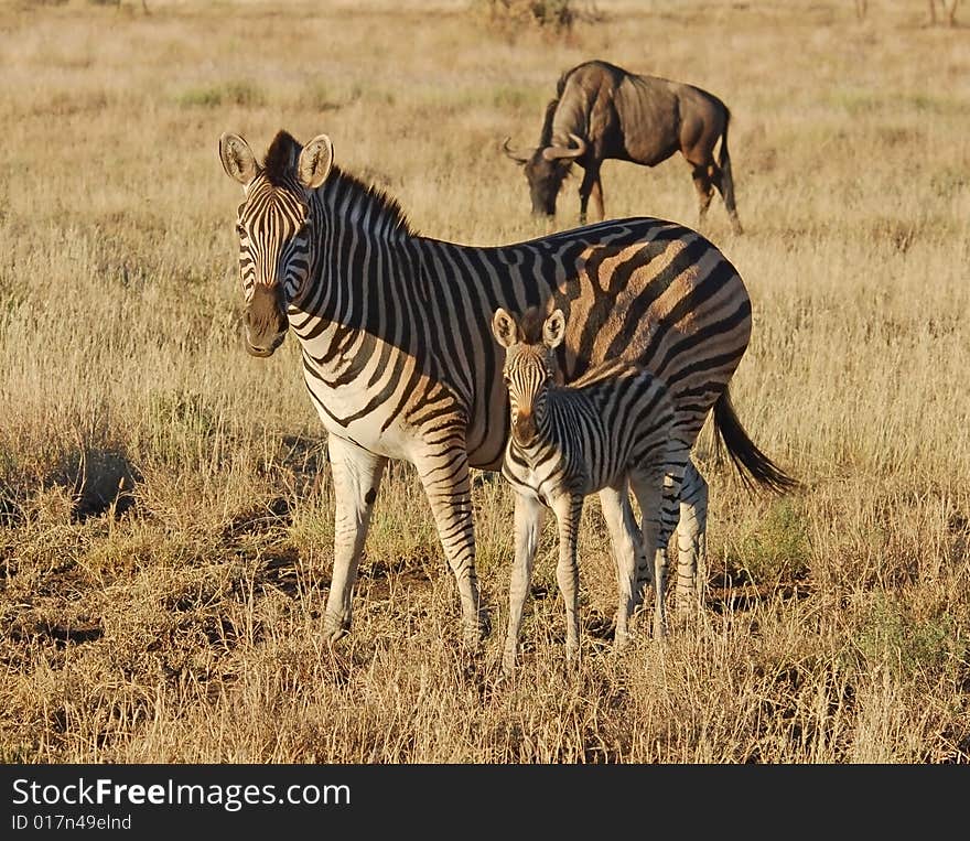 Burchell's Zebra mare with her fowl during drought in the Kruger Park, South Africa. Burchell's Zebra mare with her fowl during drought in the Kruger Park, South Africa.