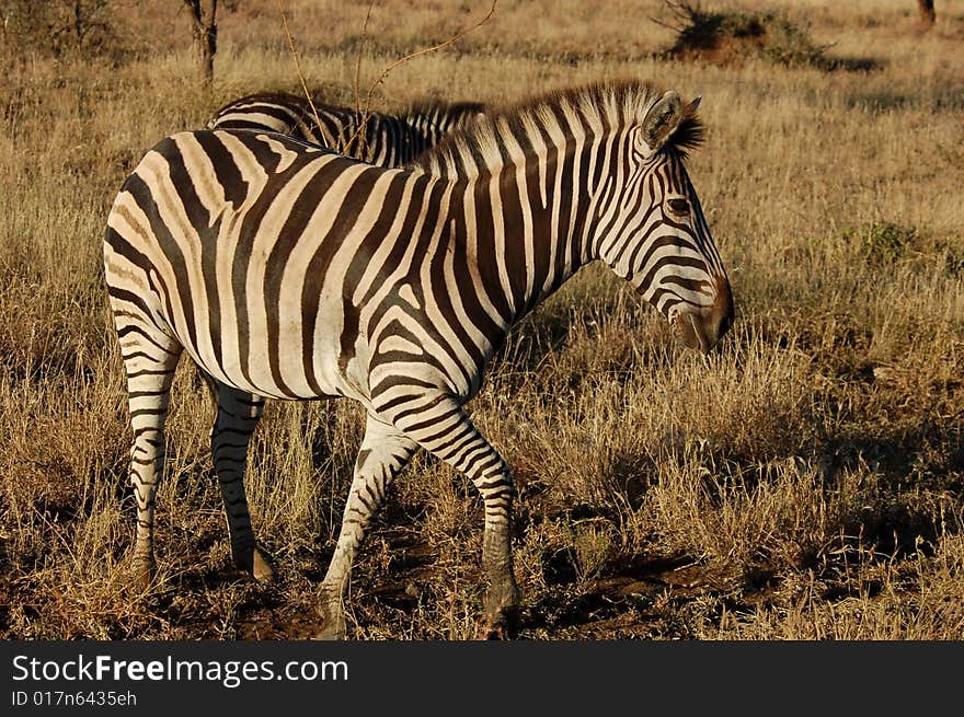 A Burchells Zebra (Equus quagga burchelli) in the Kruger Park, South Africa