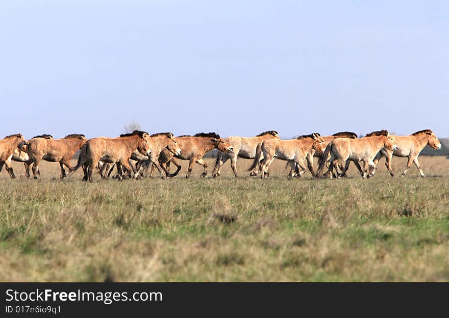 Wild horse-tarpan