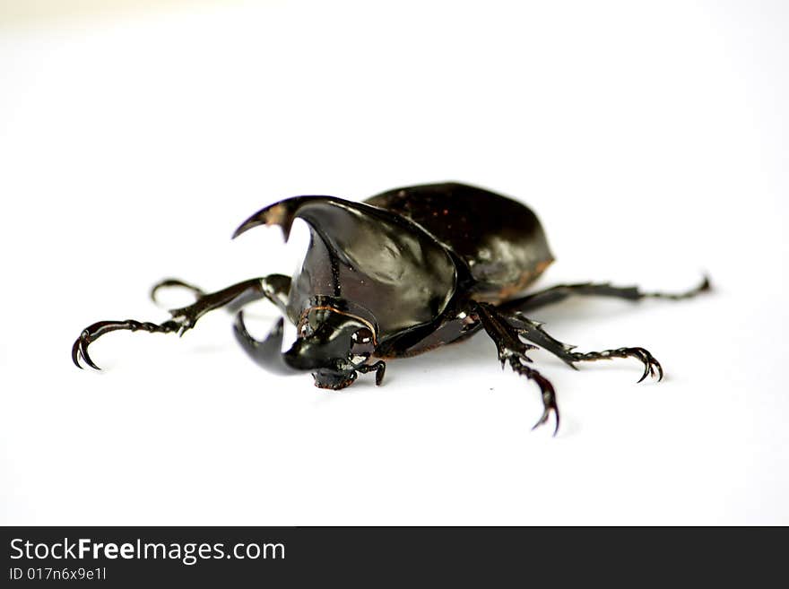 Beetle is a bug, eat banana, leaf. It's has black body, and 2 horn used for battle. Beetle is a bug, eat banana, leaf. It's has black body, and 2 horn used for battle...