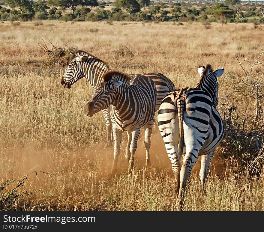 Burchell's Zebra (Equus quagga burchelli) in the Kruger Park, South Africa. Burchell's Zebra (Equus quagga burchelli) in the Kruger Park, South Africa.