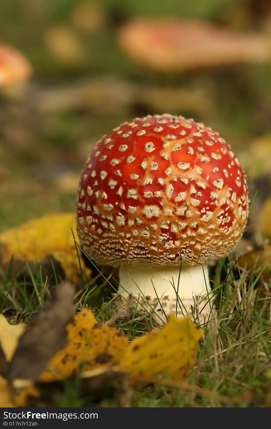 Autumn scene: close-up of a toadstool in the grass. Autumn scene: close-up of a toadstool in the grass