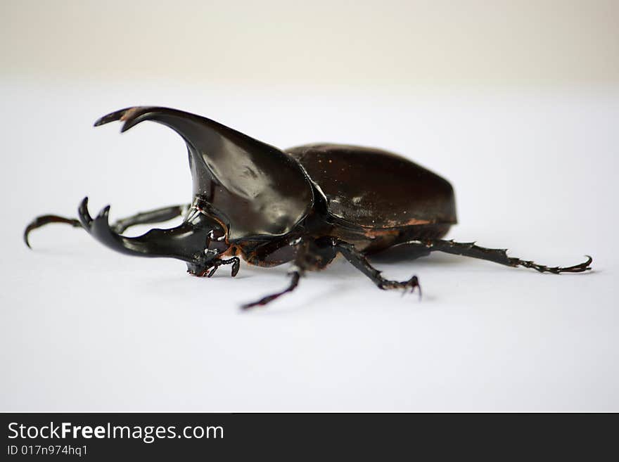 Beetle is a bug, eat banana, leaf. It's has black body, and 2 horn used for battle. Beetle is a bug, eat banana, leaf. It's has black body, and 2 horn used for battle...