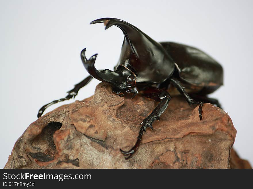 Beetle is a bug, eat banana, leaf. It's has black body, and 2 horn used for battle. Beetle is a bug, eat banana, leaf. It's has black body, and 2 horn used for battle...