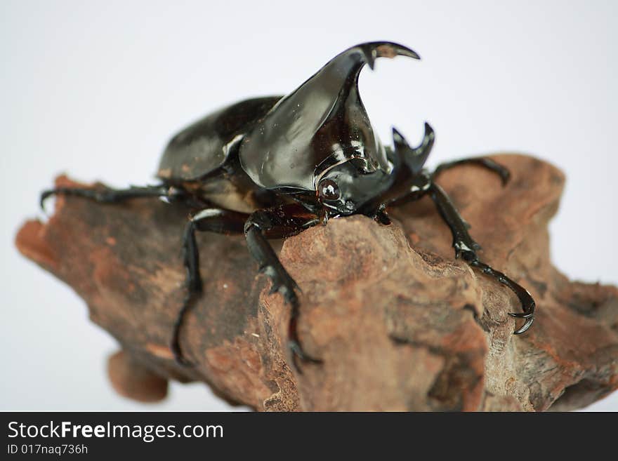 Beetle is a bug, eat banana, leaf. It's has black body, and 2 horn used for battle. Beetle is a bug, eat banana, leaf. It's has black body, and 2 horn used for battle...