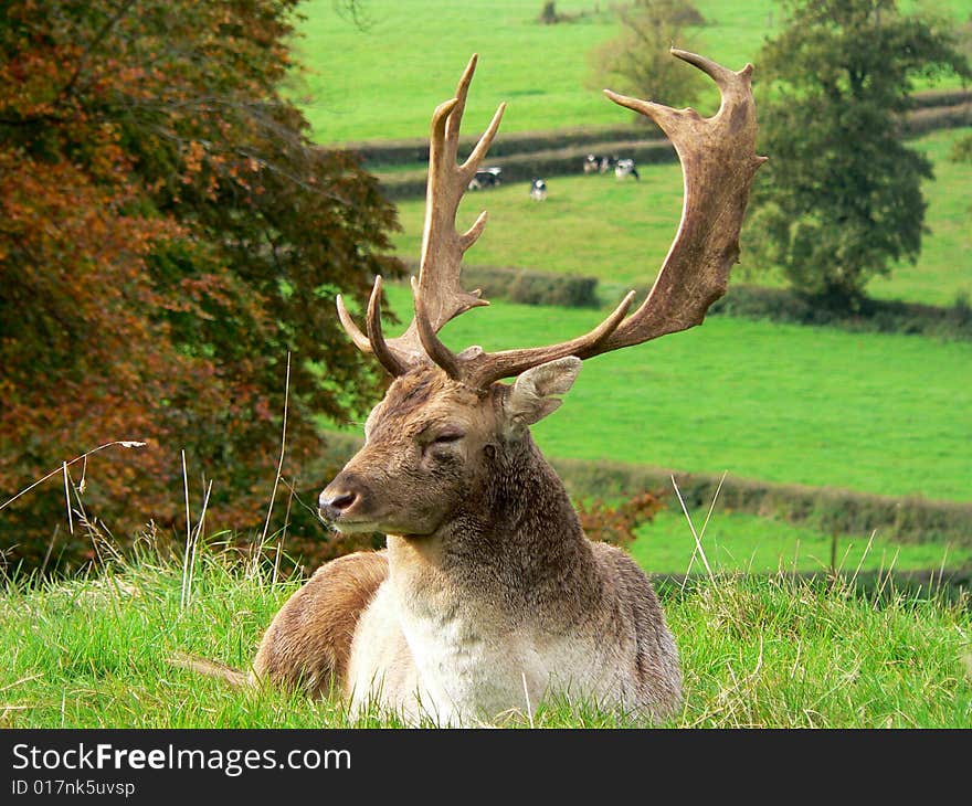 Stag relaxing in the Autumn. Stag relaxing in the Autumn