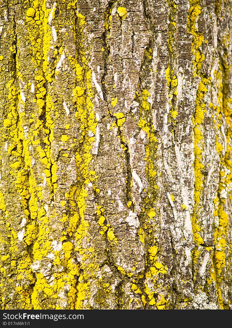 Section of tree bark of aged appearance with yellow coloring. Section of tree bark of aged appearance with yellow coloring.