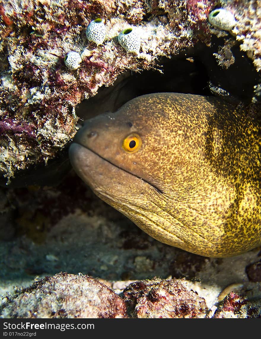 Moray