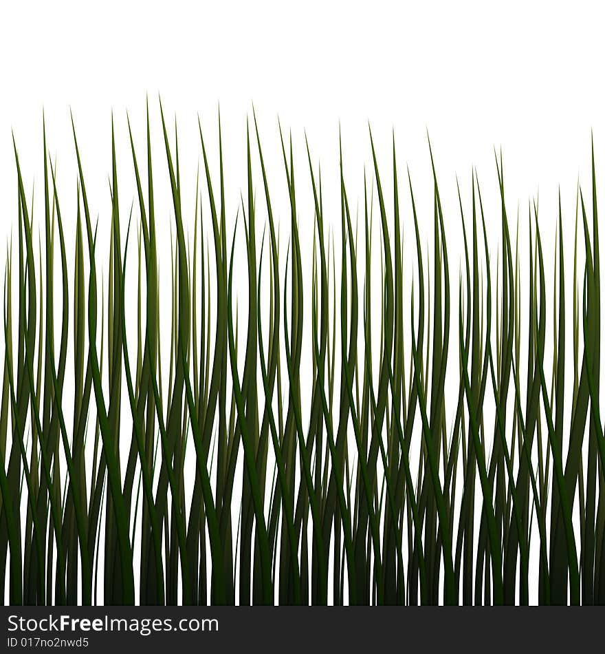 Grass Illustration