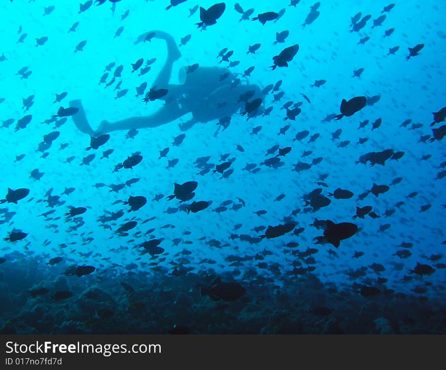 Diver And Fishes