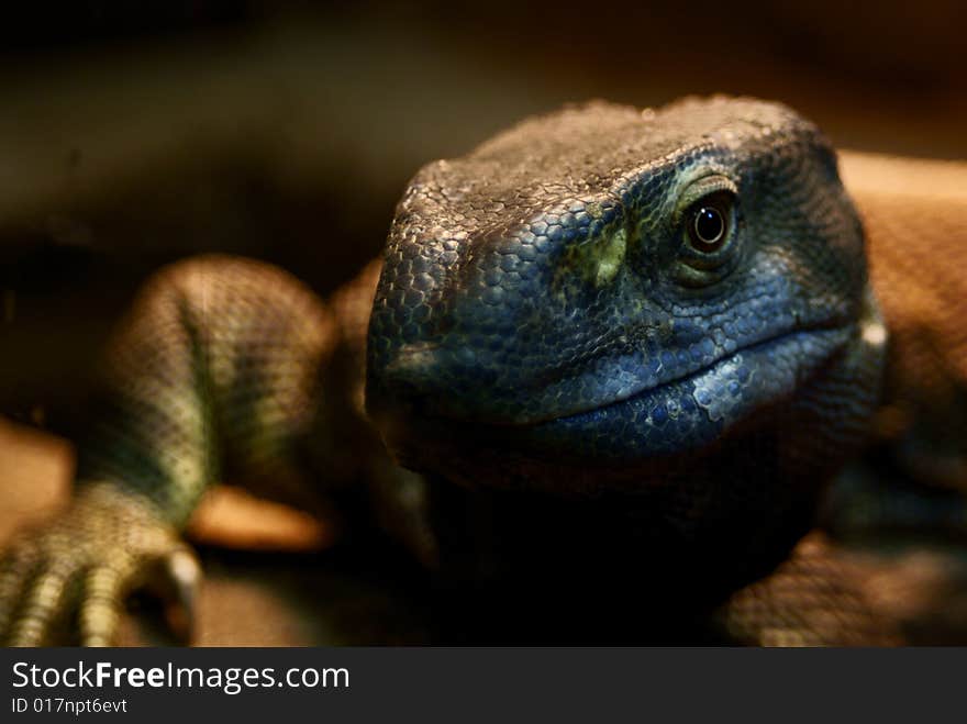 Dark Green Lizard