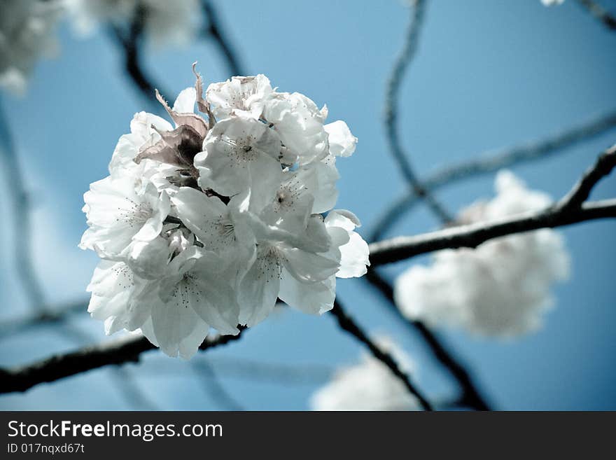 Branch Of Cherry Tree