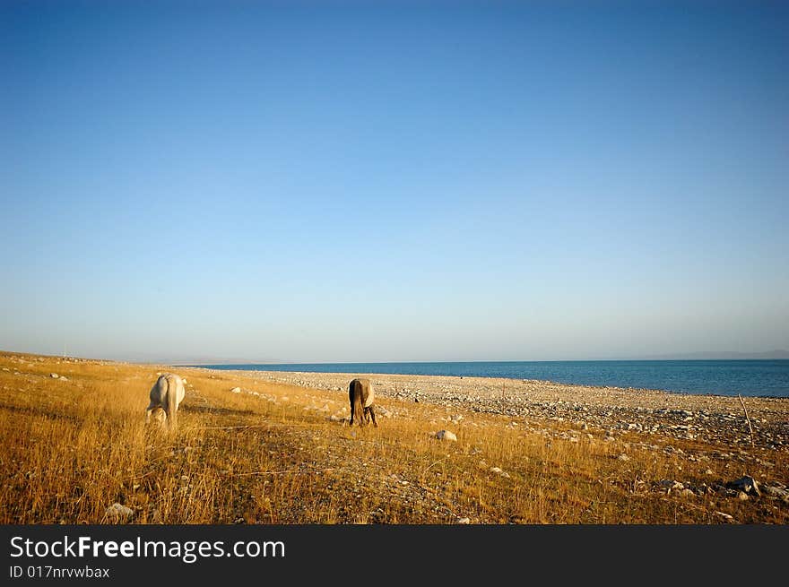 Horse At Qinghai Lakeside