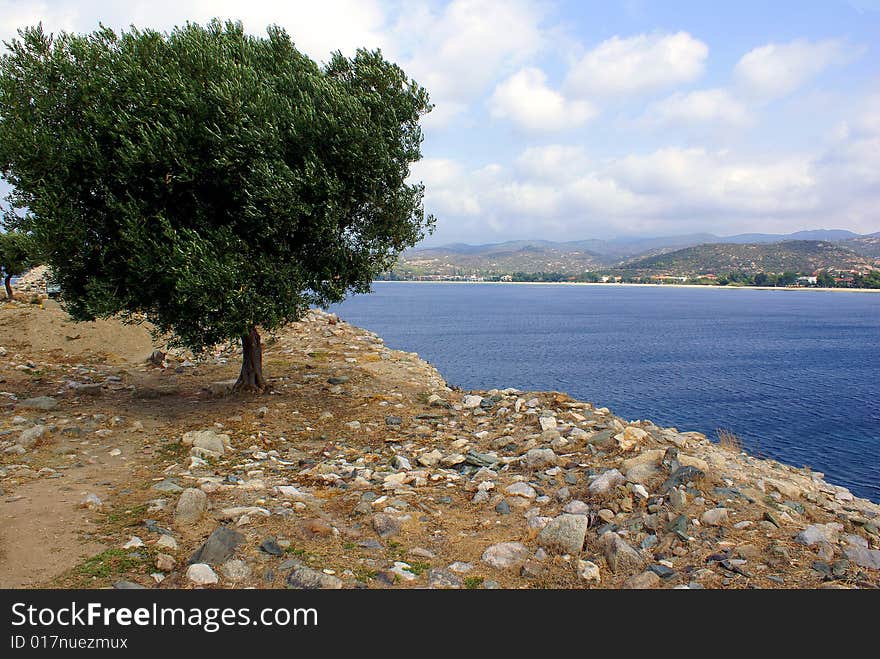 A lonely olive tree at the fortress in Toroni (Halkidiki - Greece) on a cloudy day in September. A lonely olive tree at the fortress in Toroni (Halkidiki - Greece) on a cloudy day in September.