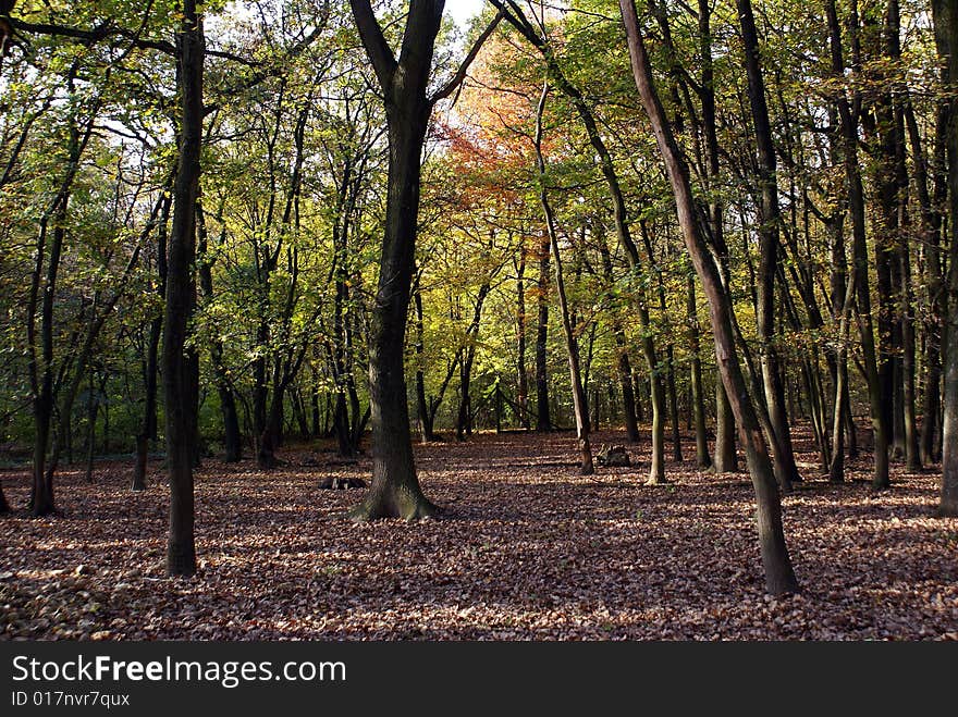 A peaceful forest on a beautiful day in autumn. A peaceful forest on a beautiful day in autumn.