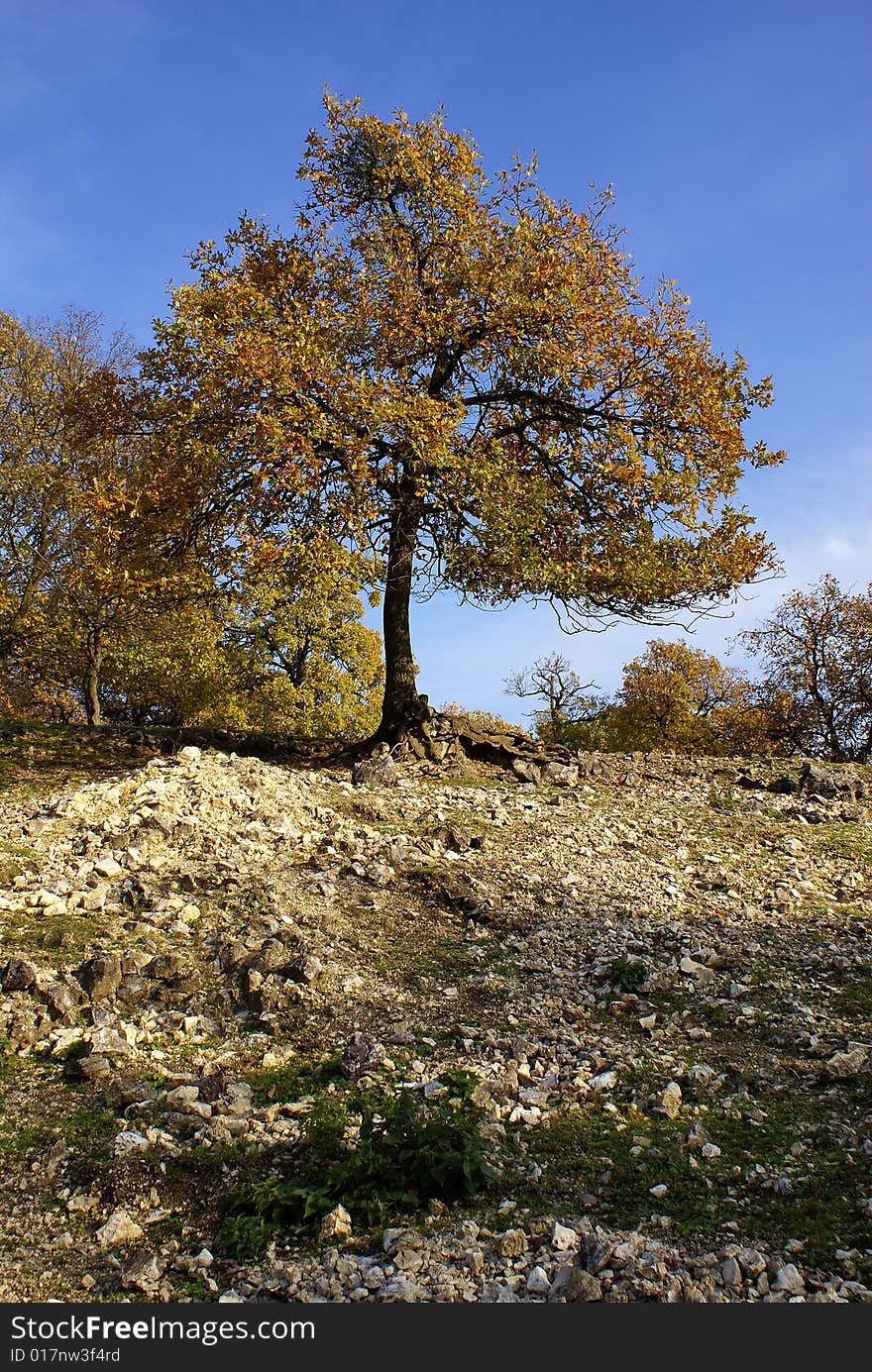 A beautiful autumn tree on a sunny day in October. A beautiful autumn tree on a sunny day in October.