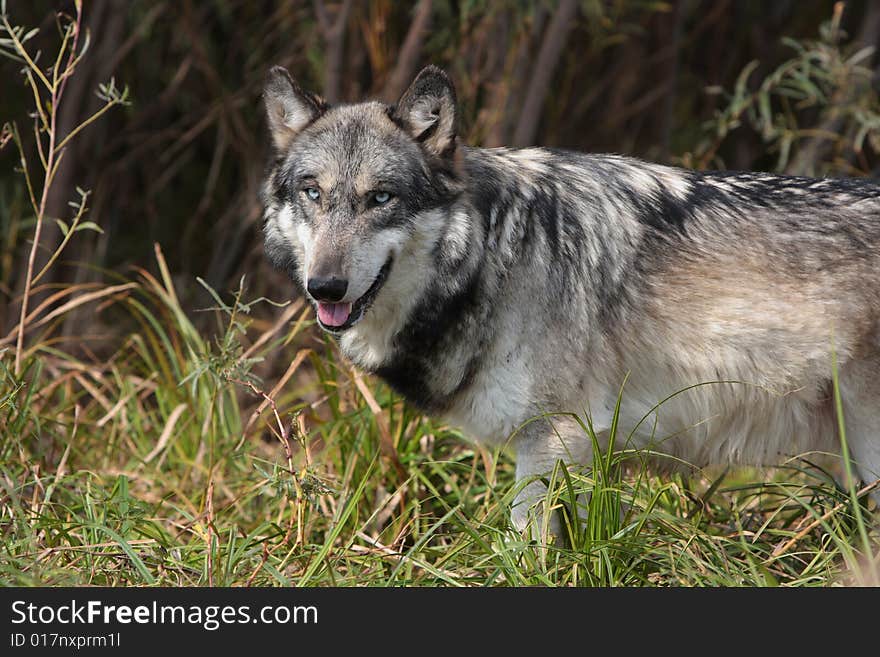 Wolf Canis Lupus