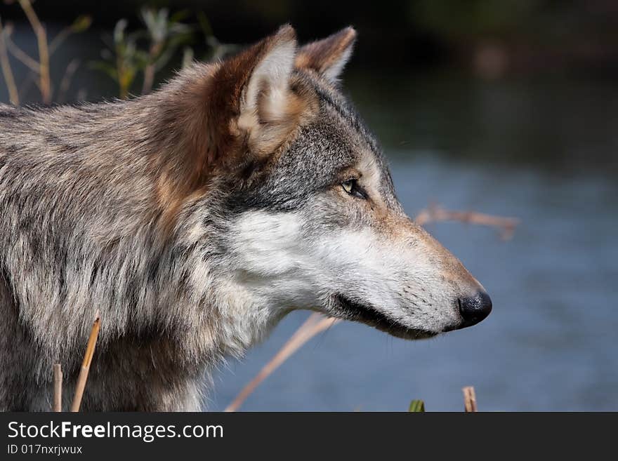 Wolf in a side profile in front of a lake. Wolf in a side profile in front of a lake