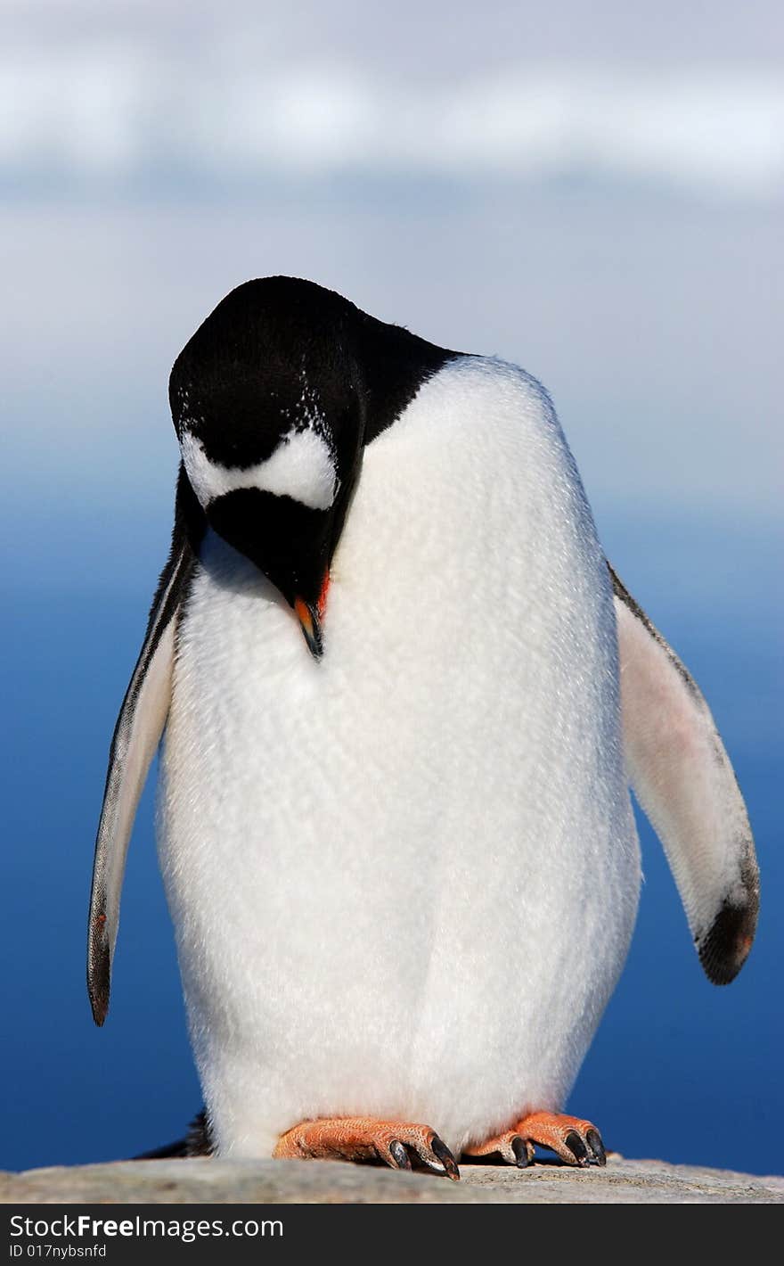 Gentoo Penguin