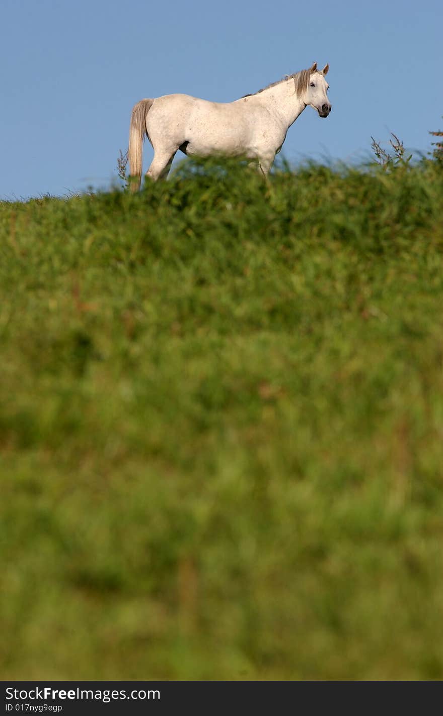 Horse on a farm in germany