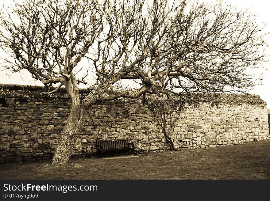 Large tree leaning over single bench against an old stone wall. Large tree leaning over single bench against an old stone wall