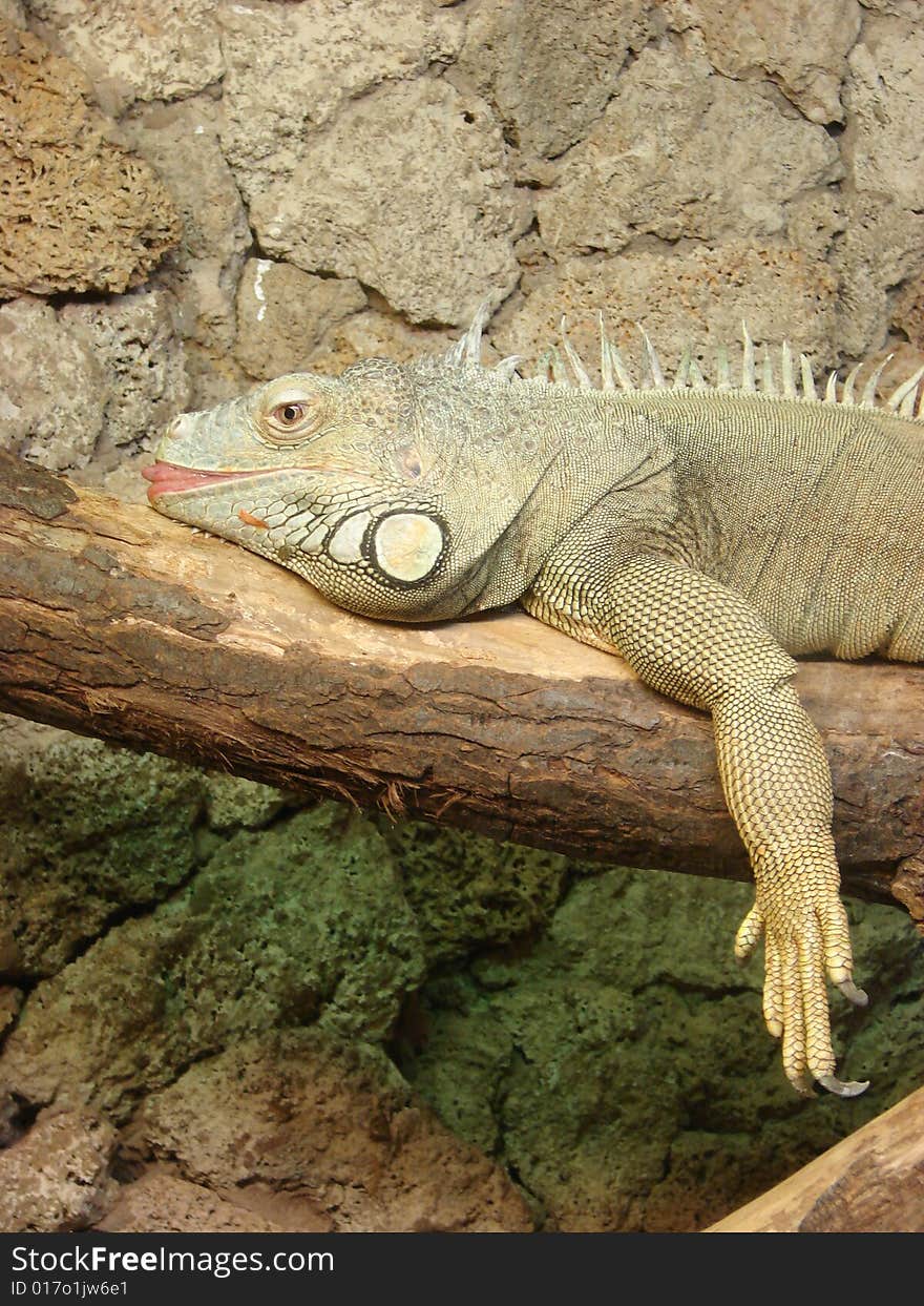 Varanus