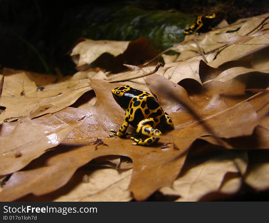 Dendrobates leucomelas or Poisoned Dart Frog in forest