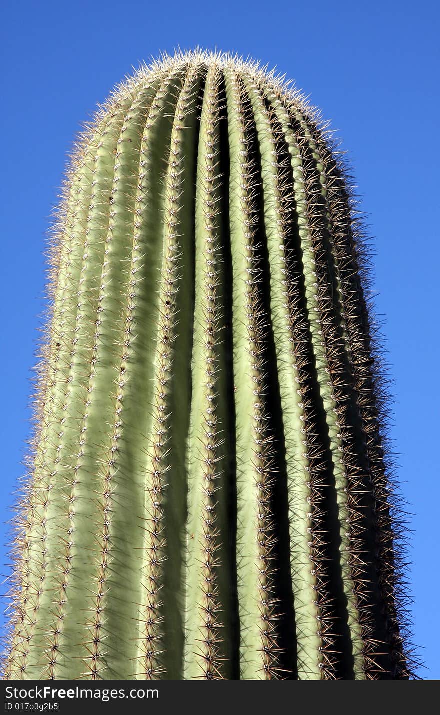 A close up shot of Saguaro Cactus in Arizona. A close up shot of Saguaro Cactus in Arizona