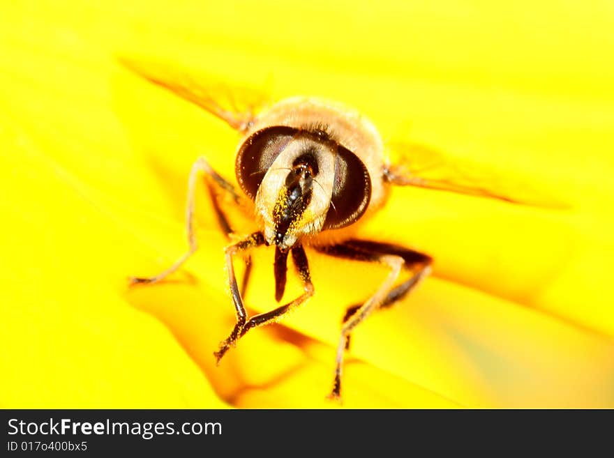 Wasp on yellow flat