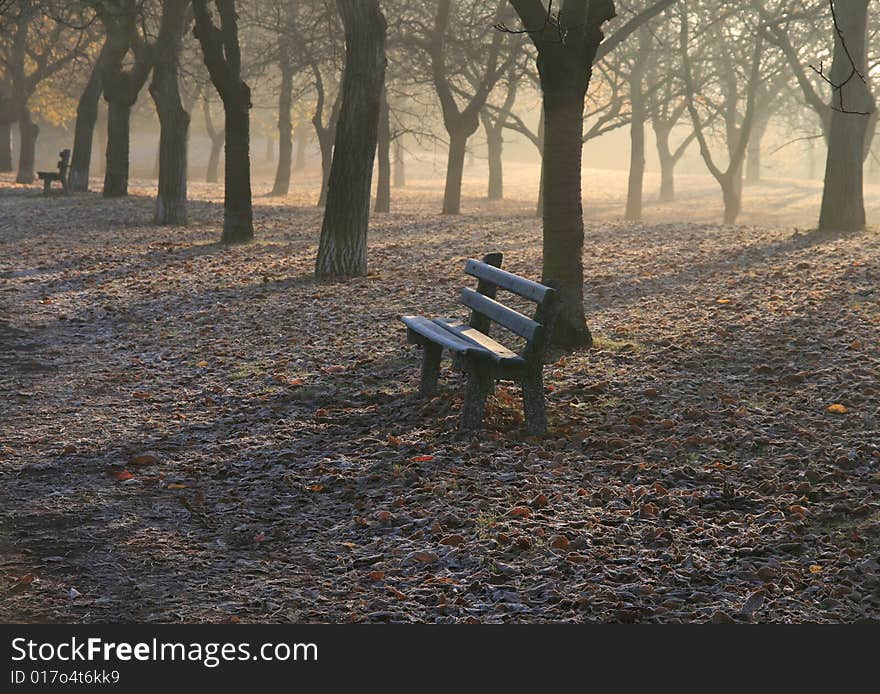 Trees in the park in the morning with a fog. Trees in the park in the morning with a fog