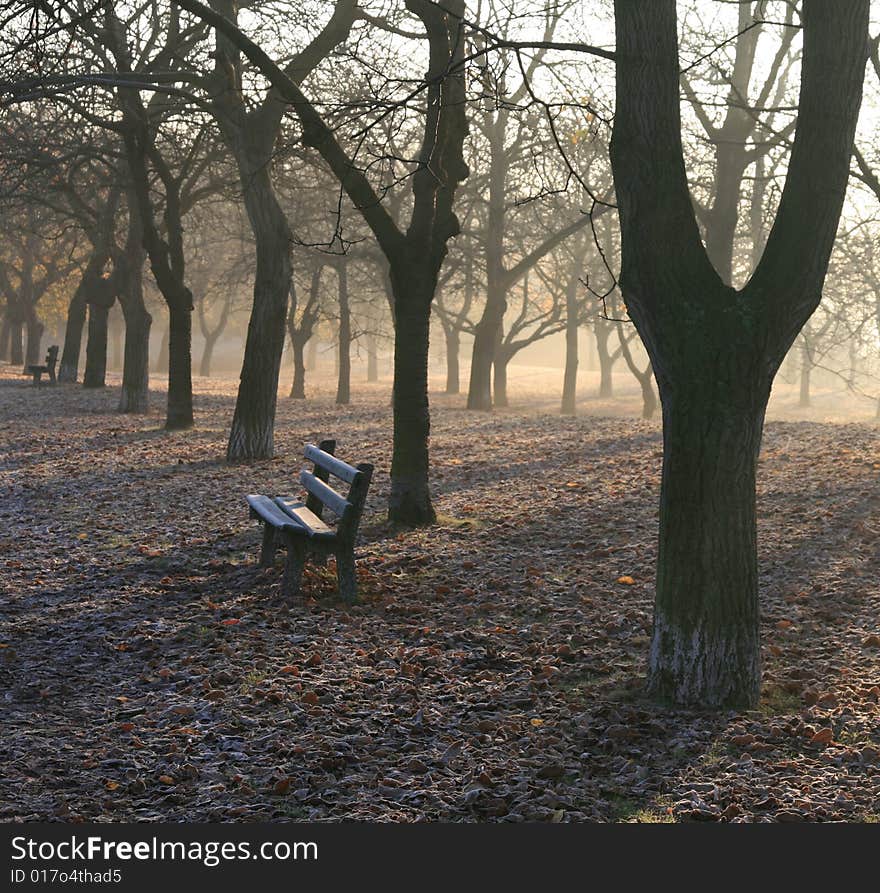 Trees in the park in the morning with a fog. Trees in the park in the morning with a fog