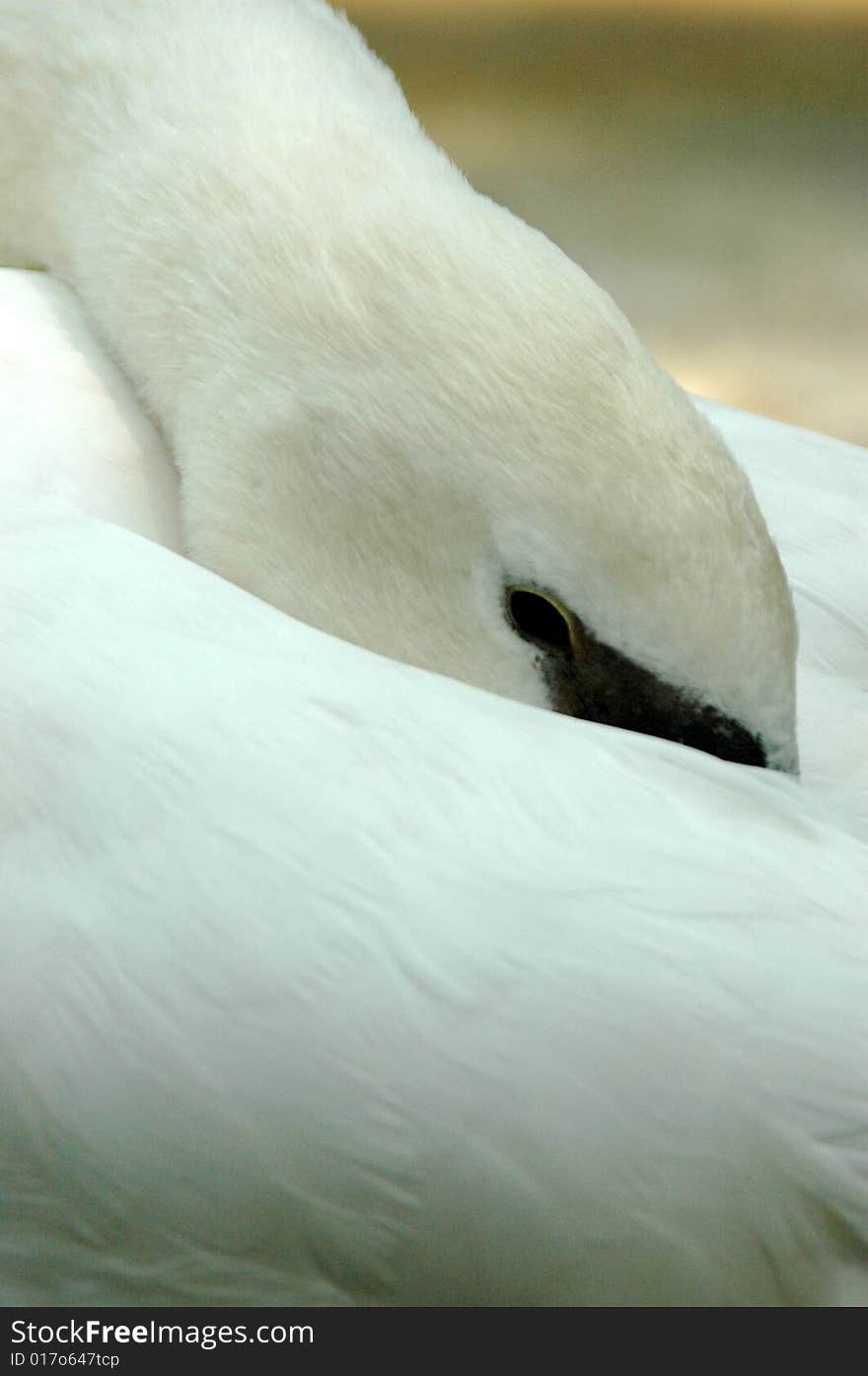 White swan doing peek-a-boo before going to sleep. White swan doing peek-a-boo before going to sleep