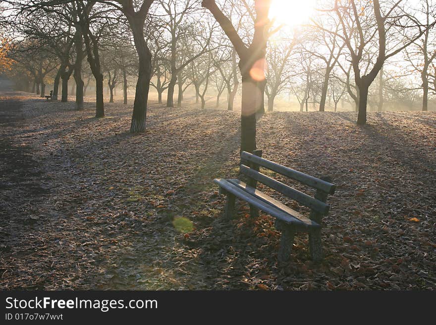 Trees in the park in the morning with a fog. Trees in the park in the morning with a fog