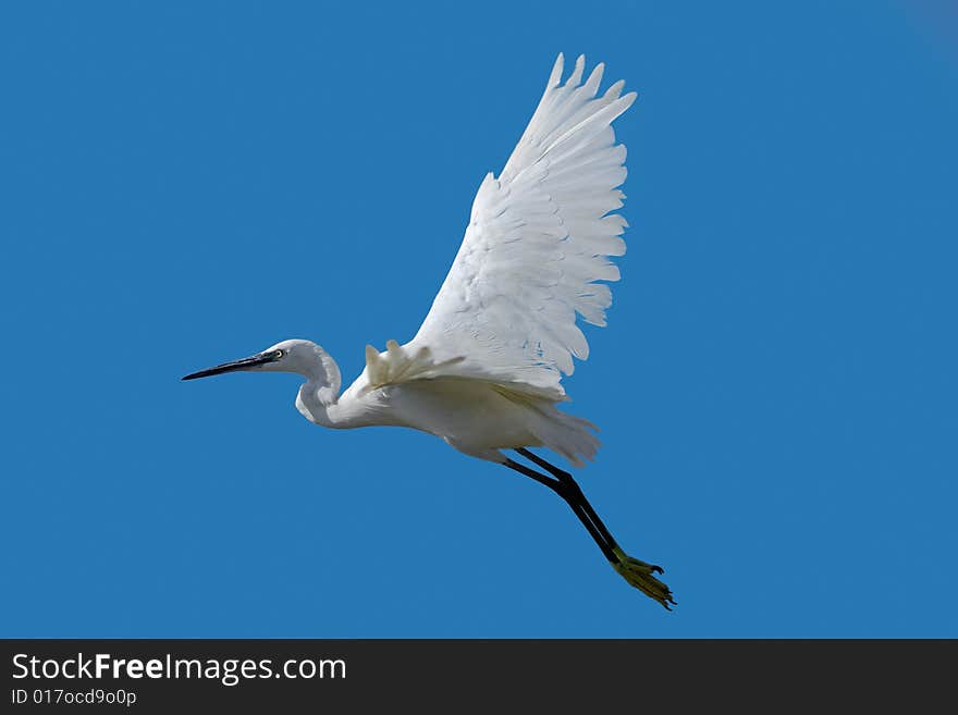 The White Heron Flies On The Sky