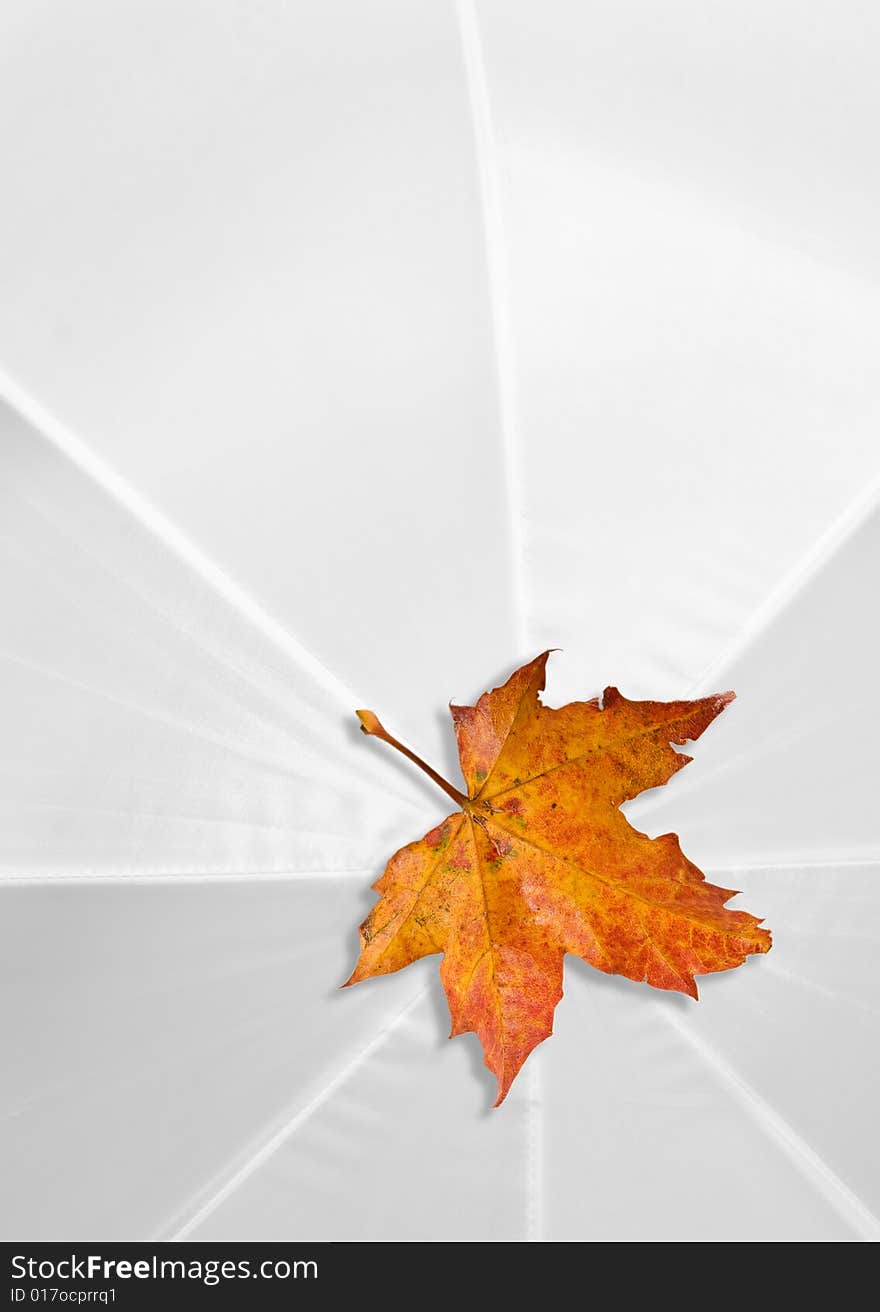 Close autumn leaf on a white umbrella