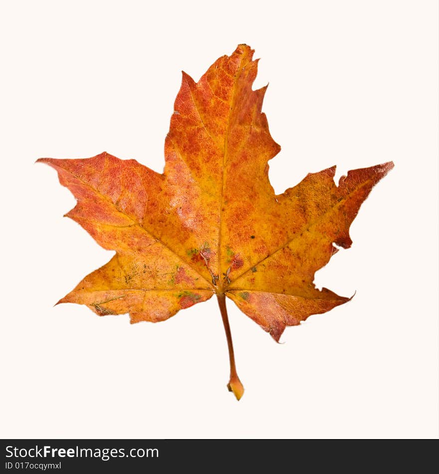 Colored autumn maple leaf