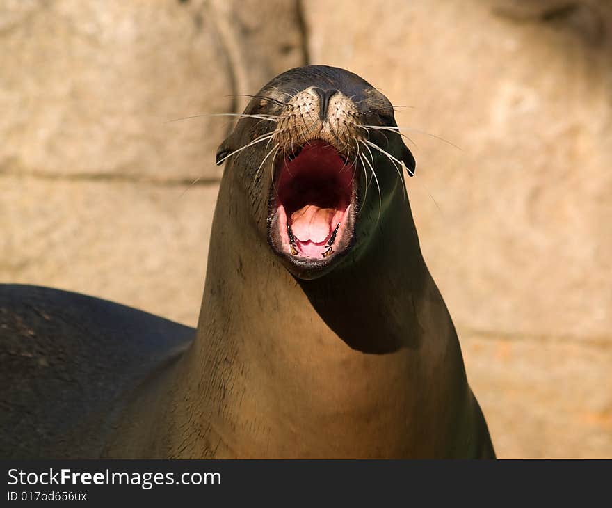 Face of crying sea lion close-up in zoo. Face of crying sea lion close-up in zoo