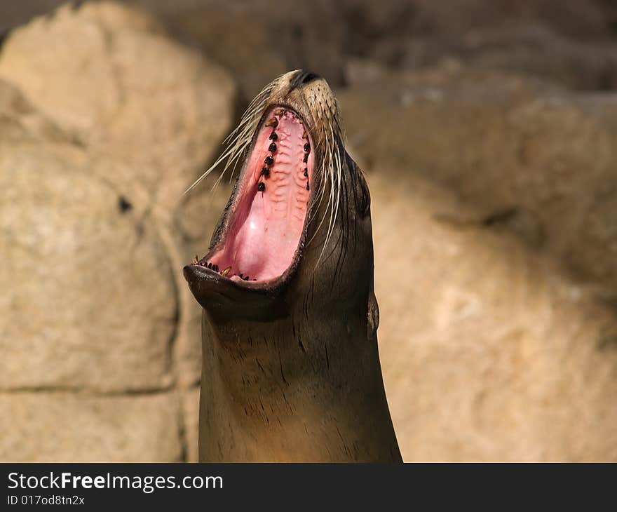 Face of crying sea lion close-up in zoo