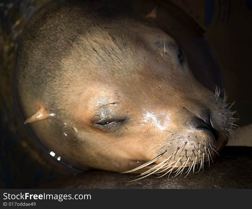 Sea lion s face close-up