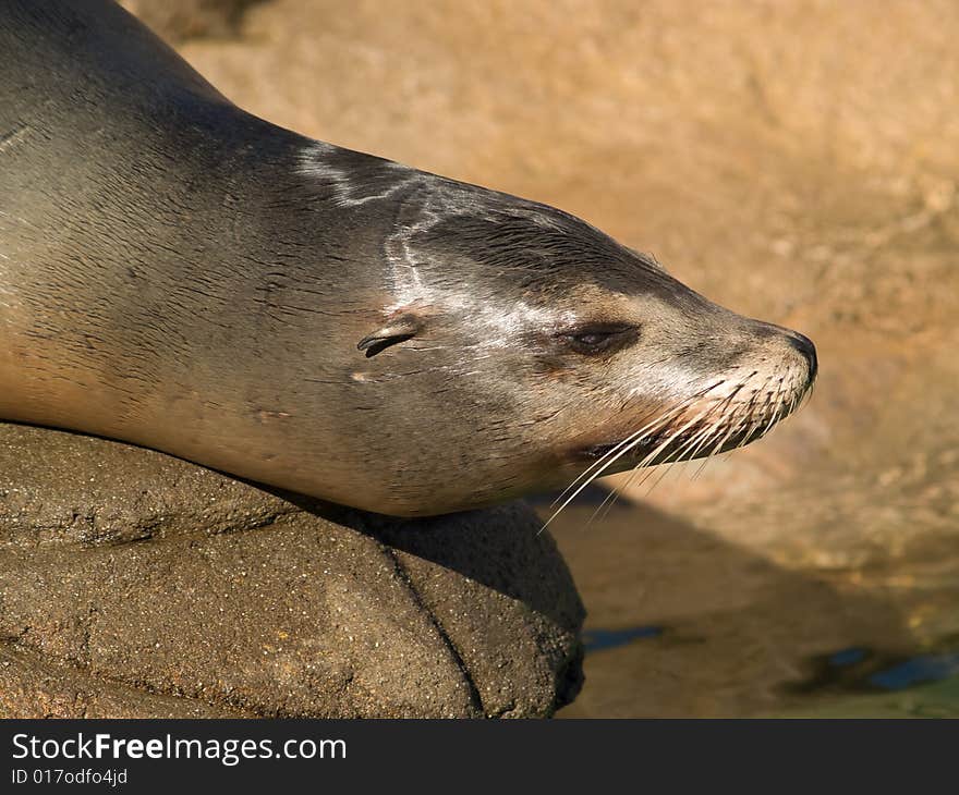 Sea lion s face close-up