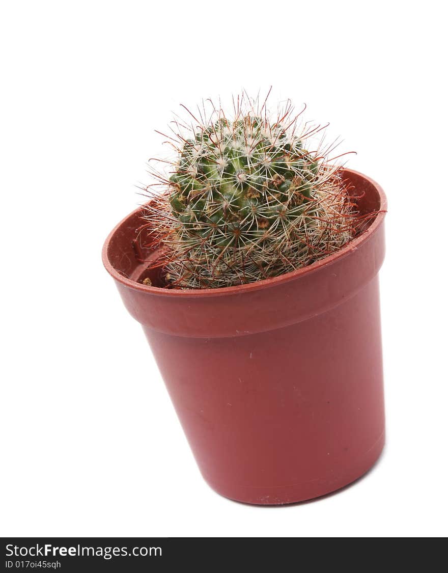 Cactus in flowerpot isolated on white