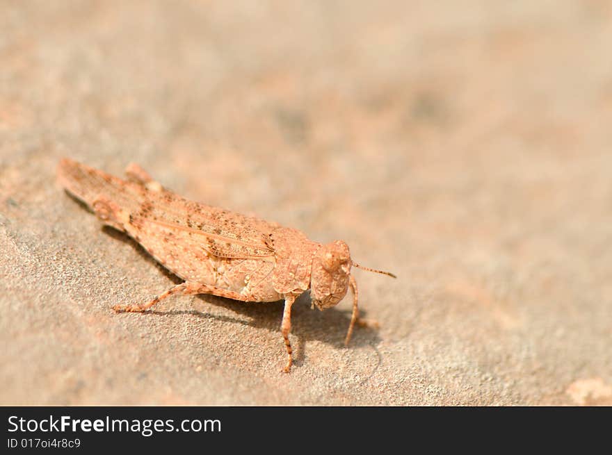 Grasshopper Camouflage