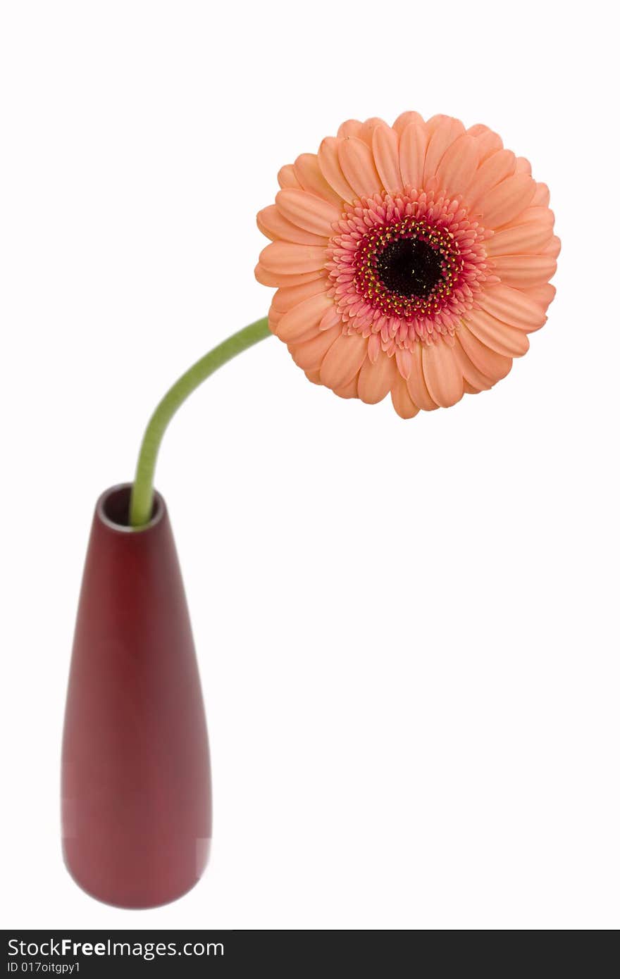 Orange gerbera on white background